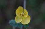 Partridge pea